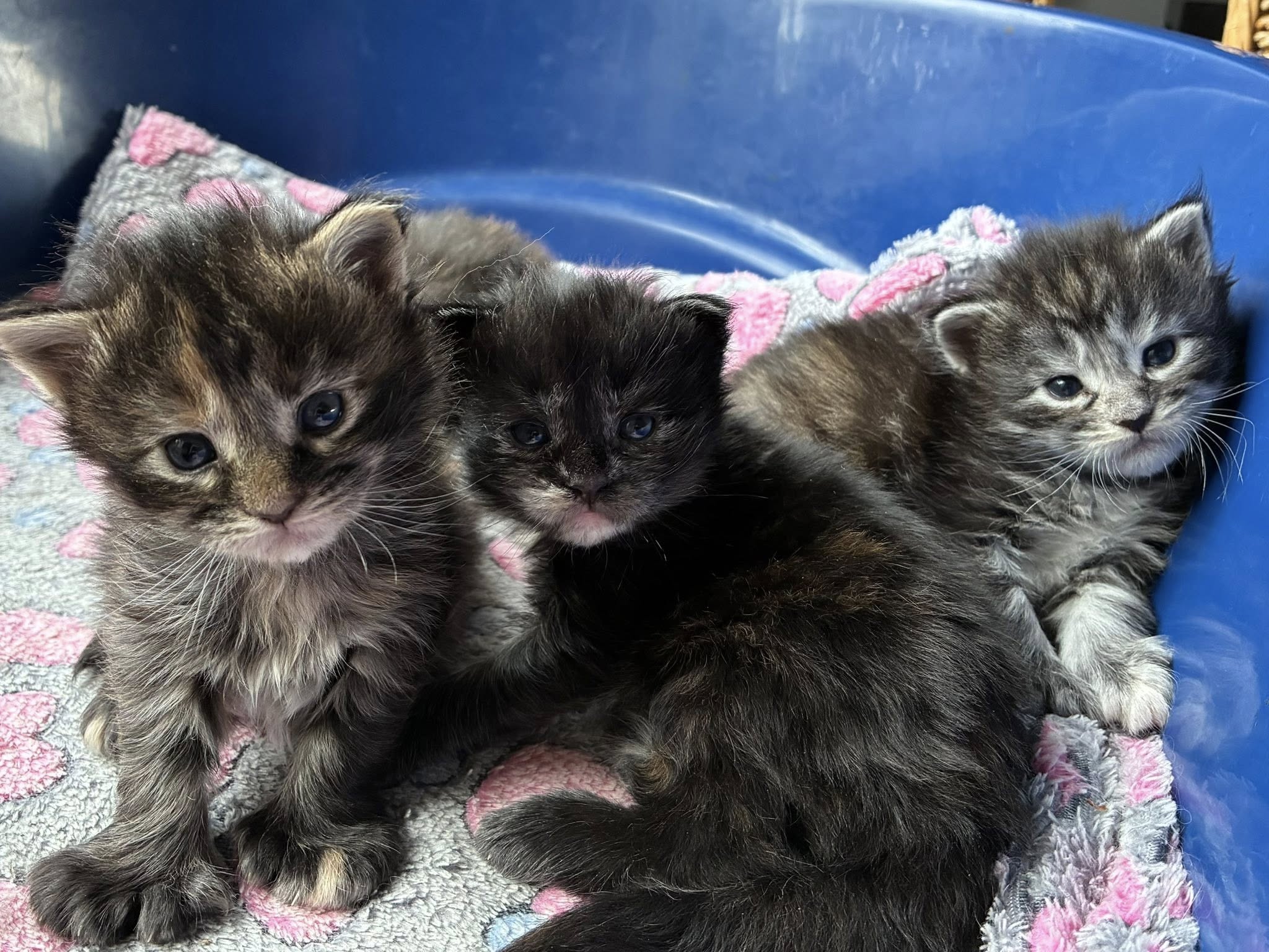 De Fashionista’s stellen zich voor