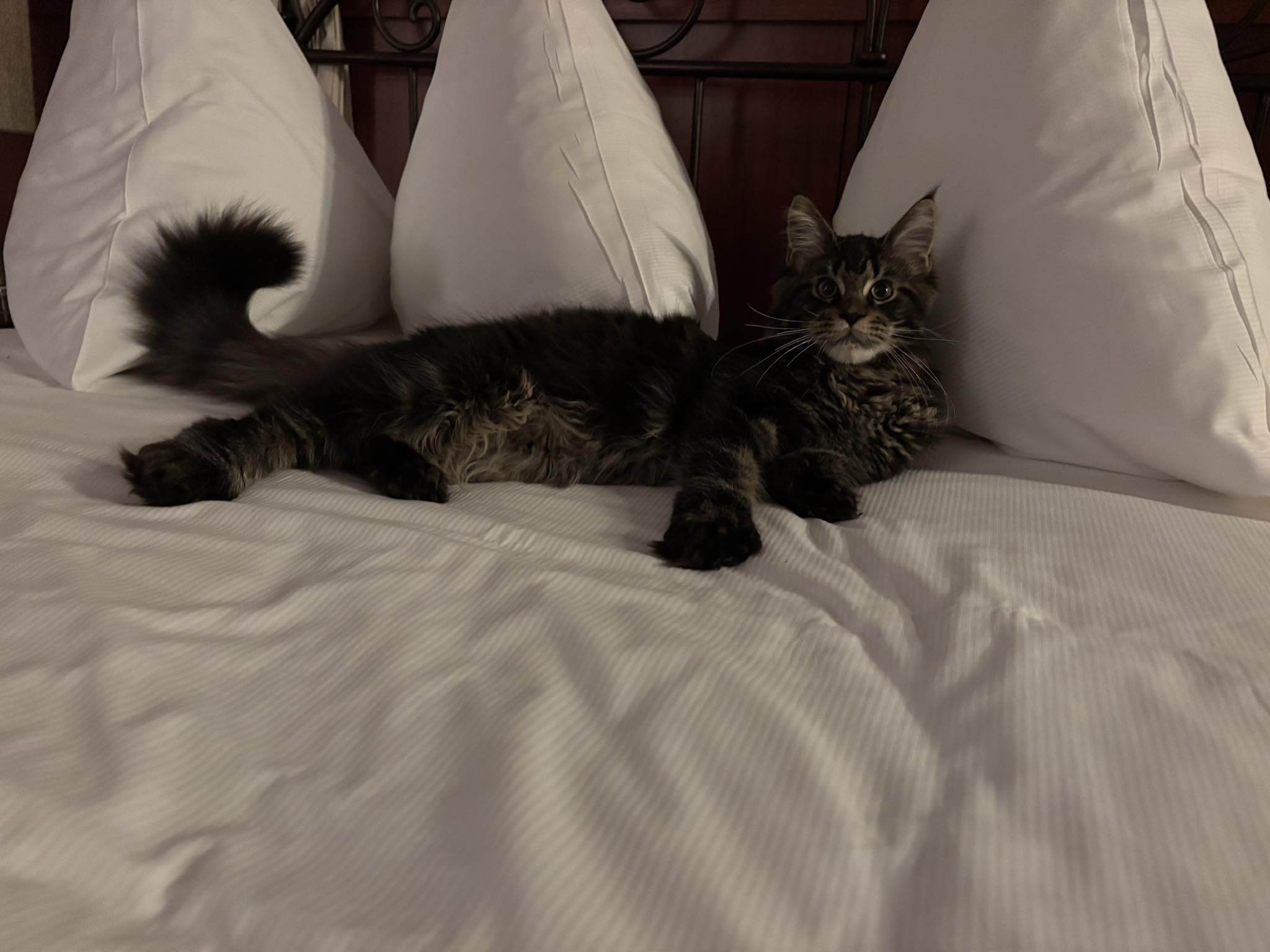 Wat een geweldige eerste dag op de TICA-show met onze Beer! 🐾